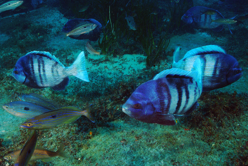 Spondyliosoma cantharus  in riproduzione